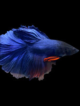 Load image into Gallery viewer, Male Halfmoon - Fancy Blue #014 - Live Betta Fish

