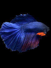 Load image into Gallery viewer, Male Halfmoon - Fancy Blue #014 - Live Betta Fish
