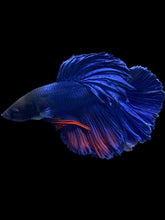 Load image into Gallery viewer, Male Halfmoon - Fancy Blue #014 - Live Betta Fish
