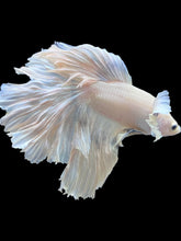 Load image into Gallery viewer, Male Halfmoon - White Platinum Dumbo #015 - Live Betta Fish (DAMAGE TAIL)
