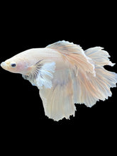 Load image into Gallery viewer, Male Halfmoon - White Platinum Dumbo #015 - Live Betta Fish (DAMAGE TAIL)
