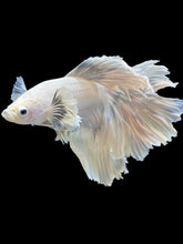Load image into Gallery viewer, Male Halfmoon - White Platinum Dumbo #015 - Live Betta Fish (DAMAGE TAIL)
