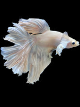 Load image into Gallery viewer, Male Halfmoon - White Platinum Dumbo #015 - Live Betta Fish (DAMAGE TAIL)
