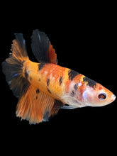 Load image into Gallery viewer, TOP GRADE Female Halfmoon - Galaxy #016 - Live Betta Fish (NIP TAIL)
