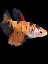 Load image into Gallery viewer, TOP GRADE Female Halfmoon - Galaxy #016 - Live Betta Fish (NIP TAIL)
