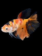 Load image into Gallery viewer, TOP GRADE Female Halfmoon - Galaxy #016 - Live Betta Fish (NIP TAIL)
