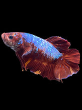 Load image into Gallery viewer, GIANT Male Halfmoon Plakat - Galaxy #017 - Live Betta Fish
