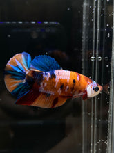 Load image into Gallery viewer, Male Halfmoon Plakat - Candy #018 - Live Betta Fish
