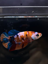 Load image into Gallery viewer, Male Halfmoon Plakat - Candy #018 - Live Betta Fish

