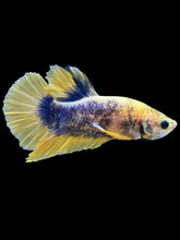 Load image into Gallery viewer, Male Halfmoon Plakat - Fancy Yellow #019 - Live Betta Fish
