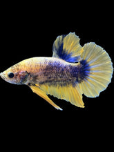 Load image into Gallery viewer, Male Halfmoon Plakat - Fancy Yellow #019 - Live Betta Fish
