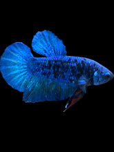 Load image into Gallery viewer, Male Halfmoon Plakat - Blue Avatar #020 - Live Betta Fish
