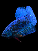 Load image into Gallery viewer, Male Halfmoon Plakat - Blue Avatar #020 - Live Betta Fish
