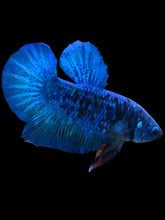 Load image into Gallery viewer, Male Halfmoon Plakat - Blue Avatar #020 - Live Betta Fish
