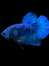 Load image into Gallery viewer, Male Halfmoon Plakat - Blue Avatar #020 - Live Betta Fish

