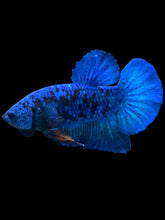 Load image into Gallery viewer, Male Halfmoon Plakat - Blue Avatar #020 - Live Betta Fish
