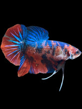 Load image into Gallery viewer, GIANT Male Halfmoon Plakat - Galaxy #021 - Live Betta Fish
