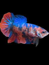 Load image into Gallery viewer, GIANT Male Halfmoon Plakat - Galaxy #021 - Live Betta Fish

