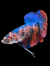 Load image into Gallery viewer, GIANT Male Halfmoon Plakat - Galaxy #021 - Live Betta Fish
