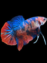 Load image into Gallery viewer, GIANT Male Halfmoon Plakat - Galaxy #021 - Live Betta Fish

