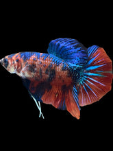 Load image into Gallery viewer, GIANT Male Halfmoon Plakat - Galaxy #021 - Live Betta Fish

