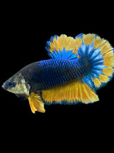 Load image into Gallery viewer, Male Halfmoon Plakat - Blue Mustard #022 - Live Betta Fish
