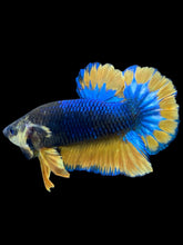 Load image into Gallery viewer, Male Halfmoon Plakat - Blue Mustard #022 - Live Betta Fish
