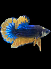 Load image into Gallery viewer, Male Halfmoon Plakat - Blue Mustard #022 - Live Betta Fish
