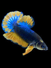 Load image into Gallery viewer, Male Halfmoon Plakat - Blue Mustard #022 - Live Betta Fish

