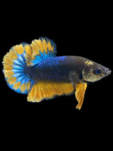 Load image into Gallery viewer, Male Halfmoon Plakat - Blue Mustard #022 - Live Betta Fish
