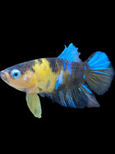 Load image into Gallery viewer, Male Halfmoon Plakat - Yellow Galaxy #023 - Live Betta Fish
