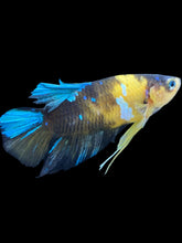 Load image into Gallery viewer, Male Halfmoon Plakat - Yellow Galaxy #023 - Live Betta Fish
