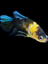 Load image into Gallery viewer, Male Halfmoon Plakat - Yellow Galaxy #023 - Live Betta Fish
