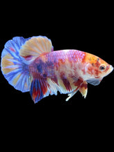 Load image into Gallery viewer, Male Halfmoon Plakat - Unicorn #024 - Live Betta Fish
