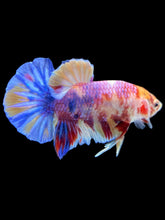 Load image into Gallery viewer, Male Halfmoon Plakat - Unicorn #024 - Live Betta Fish
