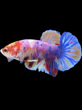 Load image into Gallery viewer, Male Halfmoon Plakat - Unicorn #024 - Live Betta Fish
