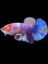 Load image into Gallery viewer, Male Halfmoon Plakat - Unicorn #024 - Live Betta Fish
