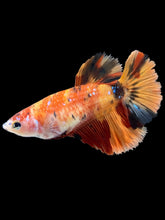 Load image into Gallery viewer, TOP GRADE Female Halfmoon - Galaxy #025 - Live Betta Fish
