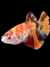 Load image into Gallery viewer, TOP GRADE Female Halfmoon - Galaxy #025 - Live Betta Fish
