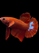 Load image into Gallery viewer, Male Halfmoon Plakat - Red FCCP #026 - Live Betta Fish
