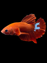 Load image into Gallery viewer, Male Halfmoon Plakat - Red FCCP #026 - Live Betta Fish
