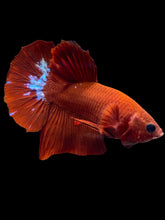 Load image into Gallery viewer, Male Halfmoon Plakat - Red FCCP #026 - Live Betta Fish
