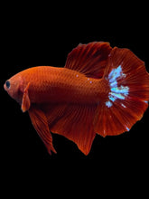 Load image into Gallery viewer, Male Halfmoon Plakat - Red FCCP #026 - Live Betta Fish
