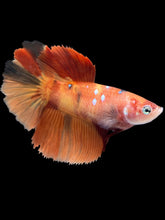 Load image into Gallery viewer, TOP GRADE Female Halfmoon - Galaxy #028 - Live Betta Fish
