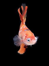 Load image into Gallery viewer, TOP GRADE Female Halfmoon - Galaxy #028 - Live Betta Fish
