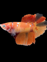 Load image into Gallery viewer, TOP GRADE Female Halfmoon - Galaxy #028 - Live Betta Fish
