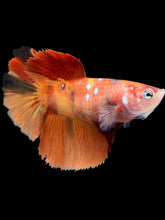 Load image into Gallery viewer, TOP GRADE Female Halfmoon - Galaxy #028 - Live Betta Fish
