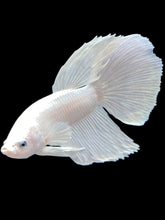 Load image into Gallery viewer, Male Halfmoon - White Platinum #029 - Live Betta Fish

