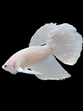 Load image into Gallery viewer, Male Halfmoon - White Platinum #029 - Live Betta Fish
