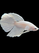 Load image into Gallery viewer, Male Halfmoon - White Platinum #029 - Live Betta Fish
